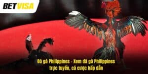 Đá gà Philippines – Xem đá gà trực tuyến, cá cược hấp dẫn