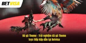 Đá gà Thomo – Trải nghiệm đá gà trực tiếp hấp dẫn tại Betvisa